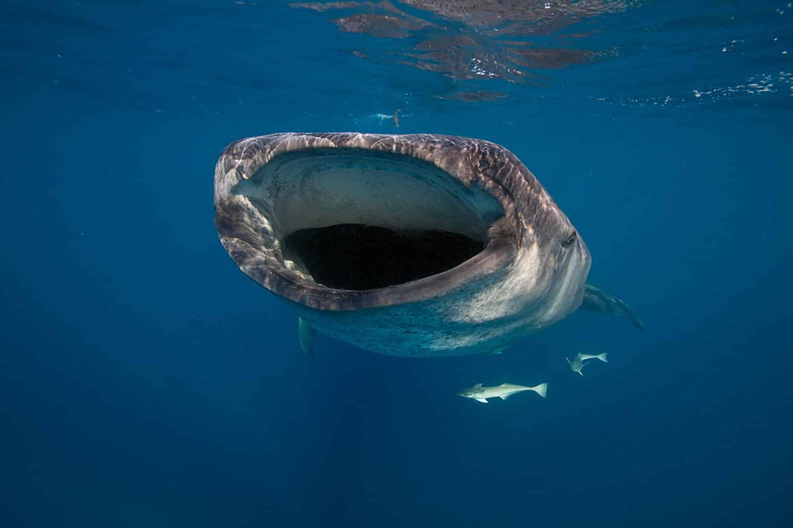 Oris Whale Shark Limited Edition