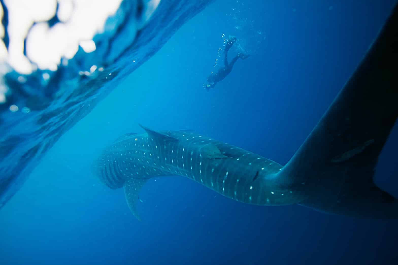 Oris Whale Shark Limited Edition Oris Whale Shark Limited Edition