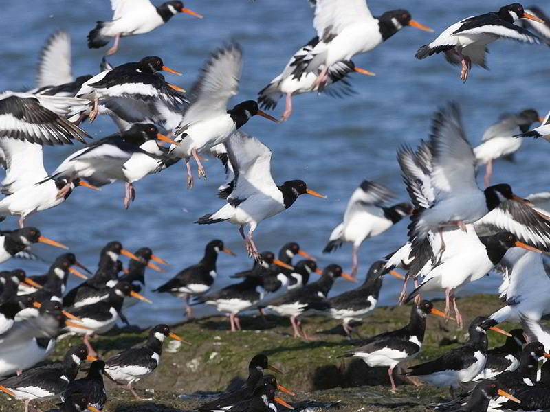 Oris Aquis Dat Watt Wadden Sea