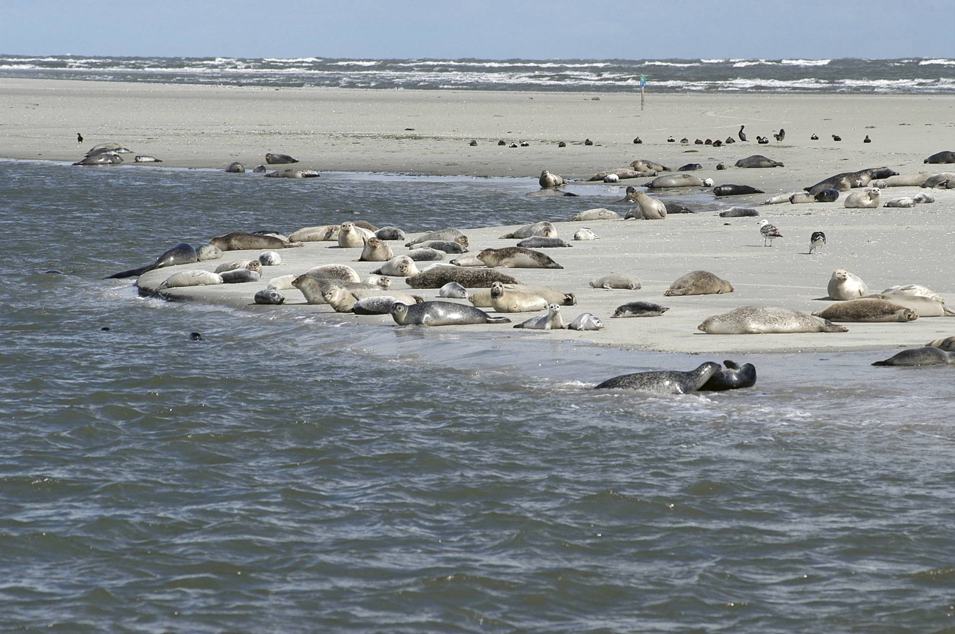 Oris Aquis Dat Watt Wadden Sea