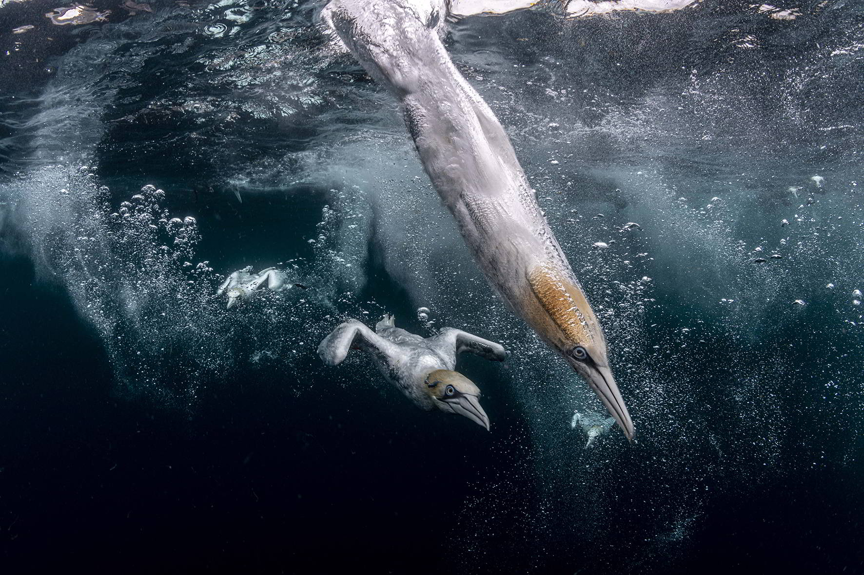 Blancpain Ocean Photography Awards 2021 Female Fifty Fathoms