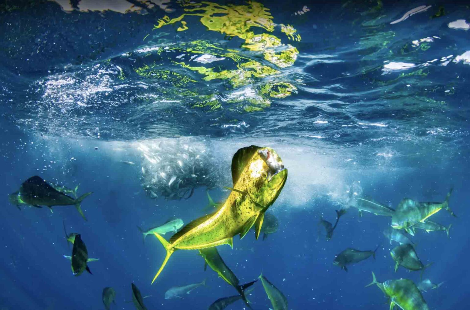 Blancpain กับเวที Ocean Photographer of the Year Awards 2024