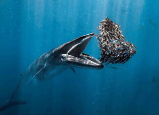 Blancpain Ocean Photographer of the Year Awards 2024