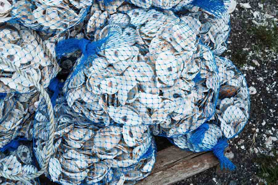 Billion Oyster Project - ORIS New York Harbor II