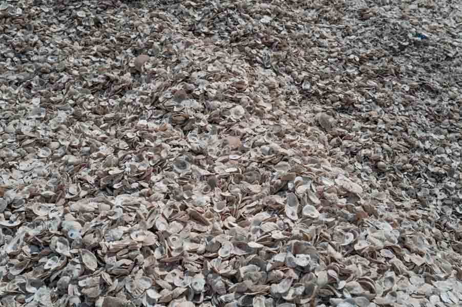 Billion Oyster Project - ORIS New York Harbor II
