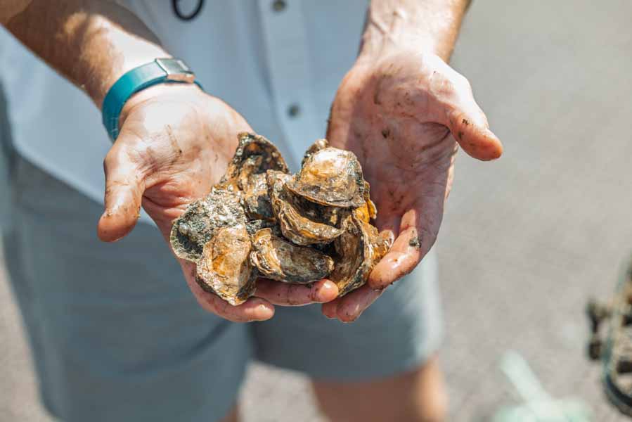 Billion Oyster Project - ORIS New York Harbor II