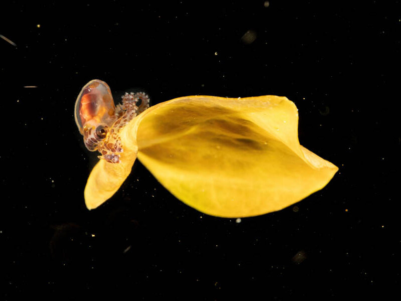 Ocean Photographer of the Year 2025