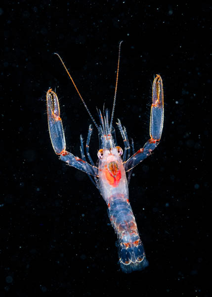 Ocean Photographer of the Year 2025
