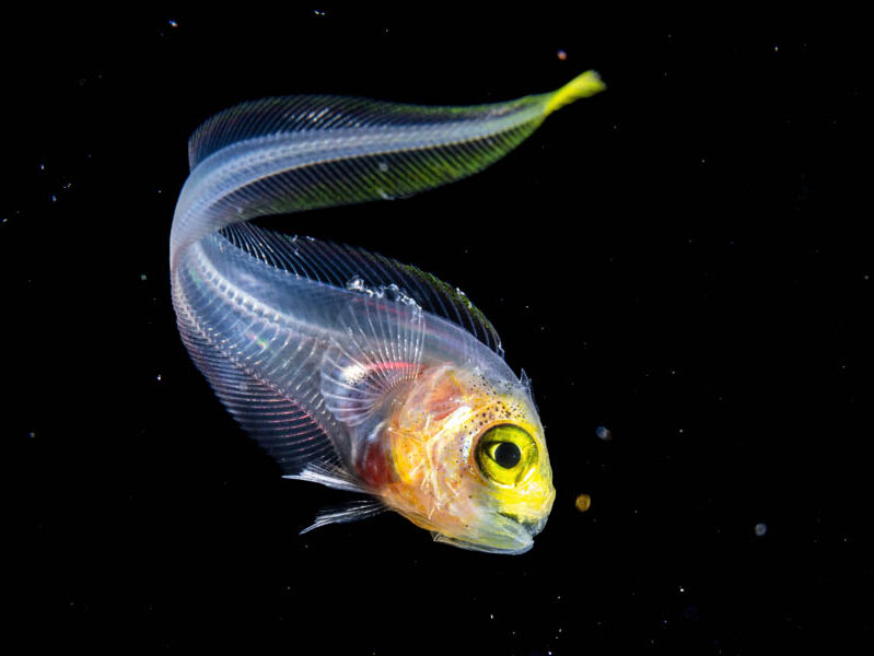 Ocean Photographer of the Year 2025