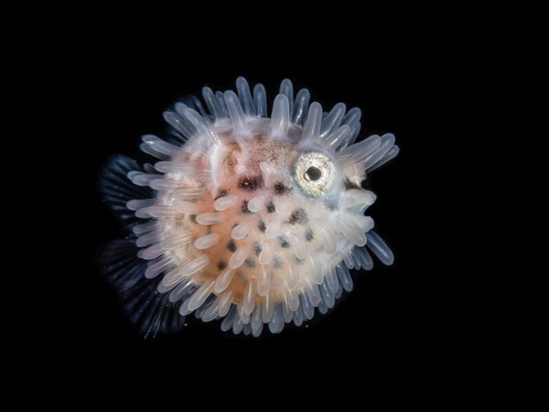 Ocean Photographer of the Year 2025
