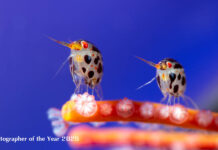 Ocean Photographer of the Year 2025