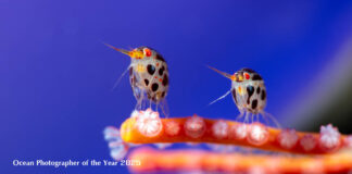 Ocean Photographer of the Year 2025