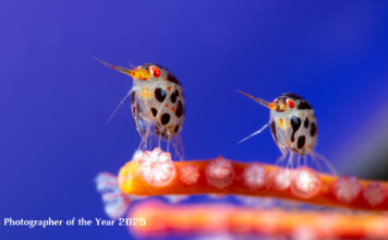 Ocean Photographer of the Year 2025
