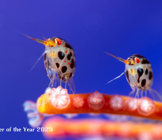 Ocean Photographer of the Year 2025