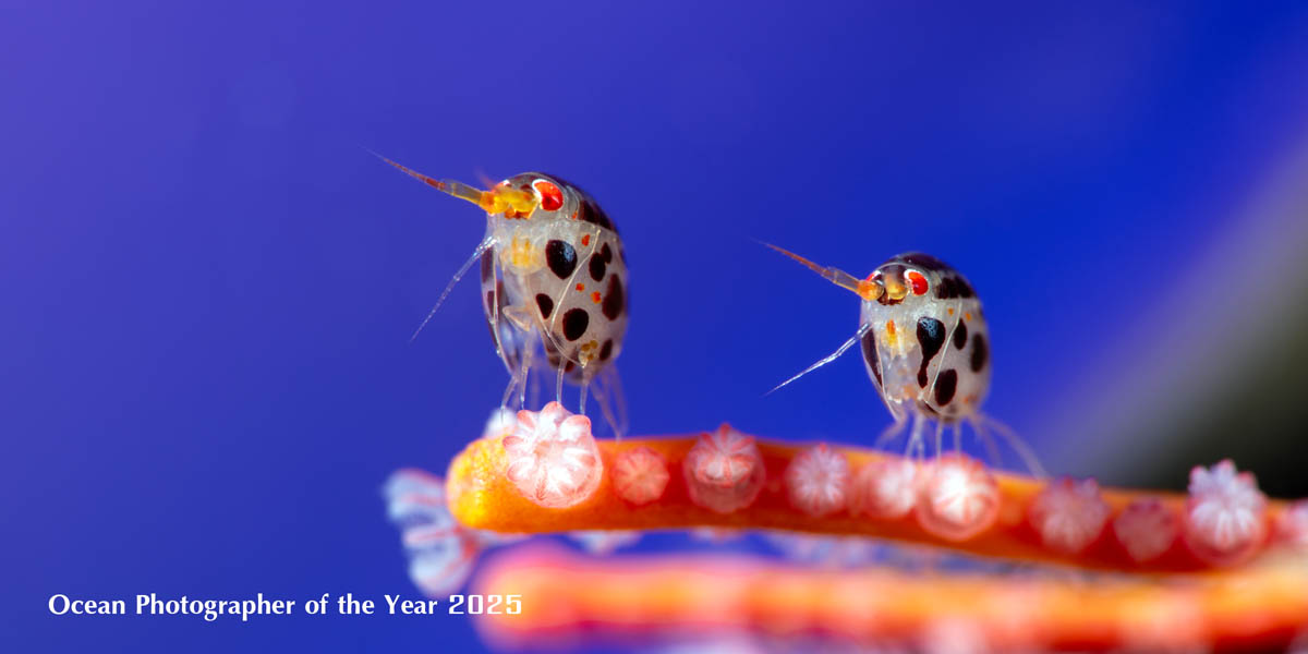 Ocean Photographer of the Year 2025