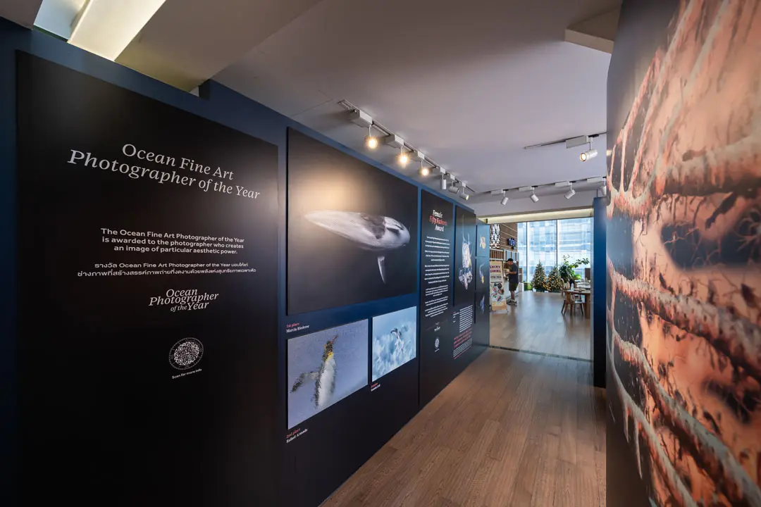 Blancpain จัดงาน Ocean Photographer of the Year 2025 รวมภาพนิทรรศการ,Ocean Photographer of the Year 2025, Blancpain, นิทรรศการภาพถ่าย, Central Embassy, อนุรักษ์มหาสมุทร, Fifty Fathoms