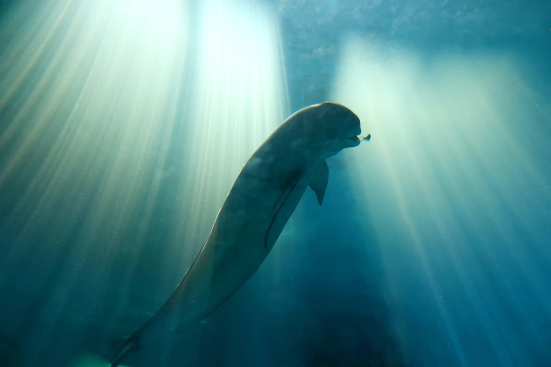 โลมาหัวบาตรหลังเรียบแม่น้ำแยงซี สัตว์ใกล้สูญพันธุ์ของจีน