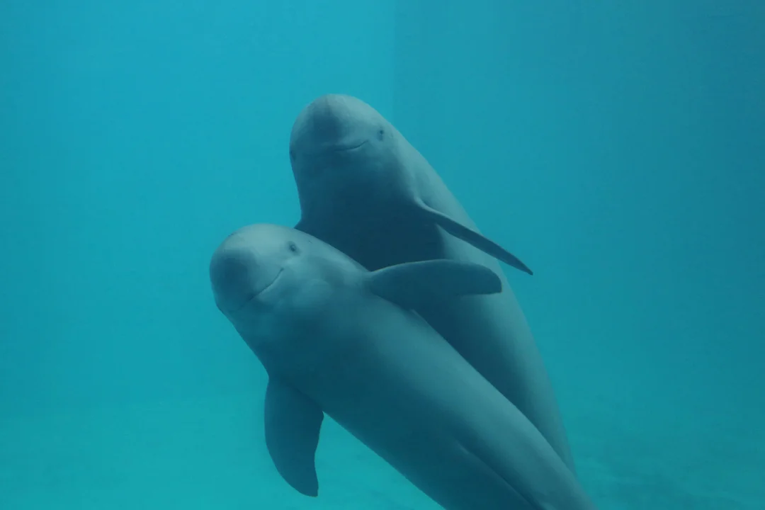 ORIS Yangtze Jiangtun Limited Edition เพื่อความอยู่รอดของโลมาหัวบาตรหลังเรียบแม่น้ำแยงซี ORIS Yangtze Jiangtun Limited Edition -Caseback-Engraving-Porpoise