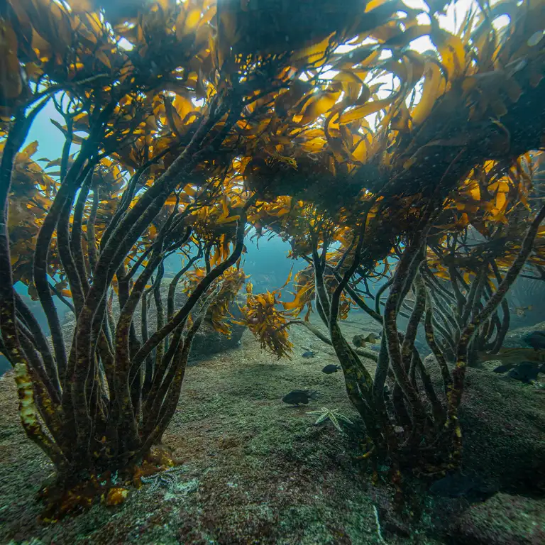 ORIS Kelp Forest Limited ร่วมเป็นส่วนหนึ่งของการอนุรักษ์สาหร่ายเคลป์ ป่าสาหร่ายเคลป์ที่กำลังเผชิญภัยคุกคาม ภาพโดย Francis Pérez