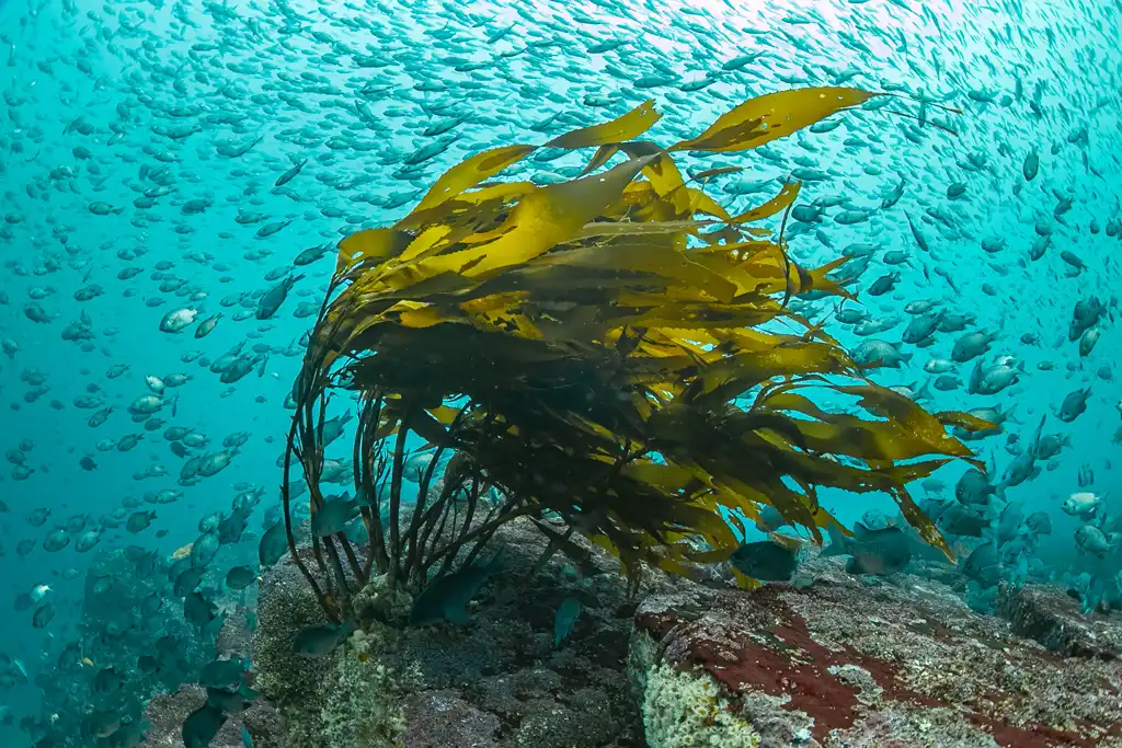 ORIS Kelp Forest Limited ร่วมเป็นส่วนหนึ่งของการอนุรักษ์สาหร่ายเคลป์ ฝูงปลาในป่าสาหร่ายเคลป์ แหล่งอาหารของสัตว์ทะเล ภาพโดย Francis Pérez