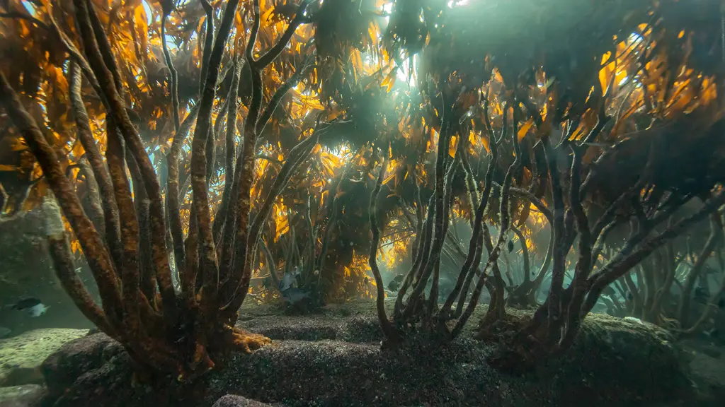 ORIS Kelp Forest Limited ร่วมเป็นส่วนหนึ่งของการอนุรักษ์สาหร่ายเคลป์ ป่าสาหร่ายเคลป์ Lessonia trabeculata ใต้ทะเล ภาพโดย Francis Pérez